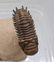 Flying fossil trilobite : Crotalocephalus gibbus - 7