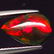 3,00 ct Natural Rainbow Black Opal - 2