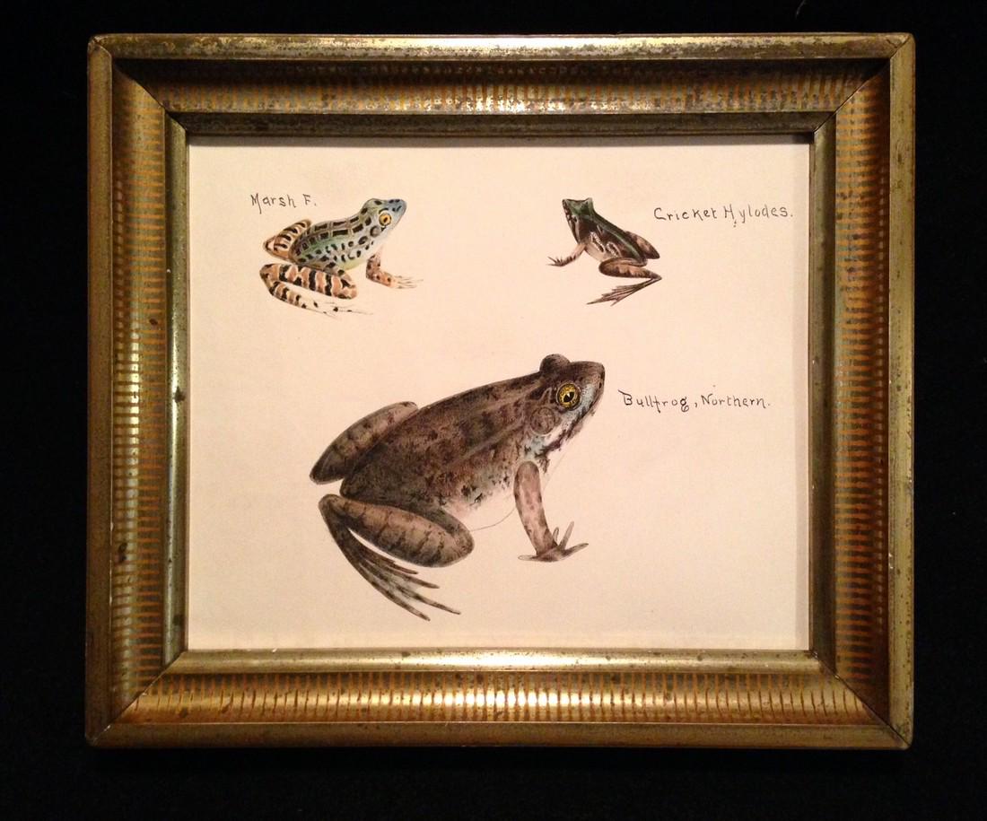 1840: Title: 1840's hand colored engraving of frogs in GC Dimension: Total framed size is 8" x 9. 1/4" Provenance:In a 19thc worn gold leaf frame. Names of frogs are hand inked in. Shipping: Domestic: Flat-