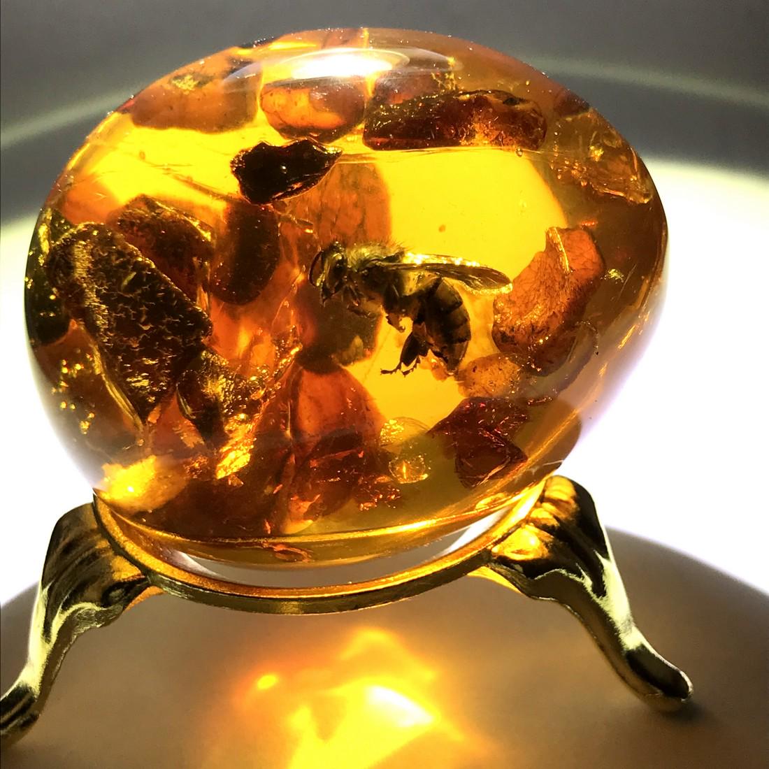 Baltic Amber egg insect bee inclusion + stand (1 of 10)