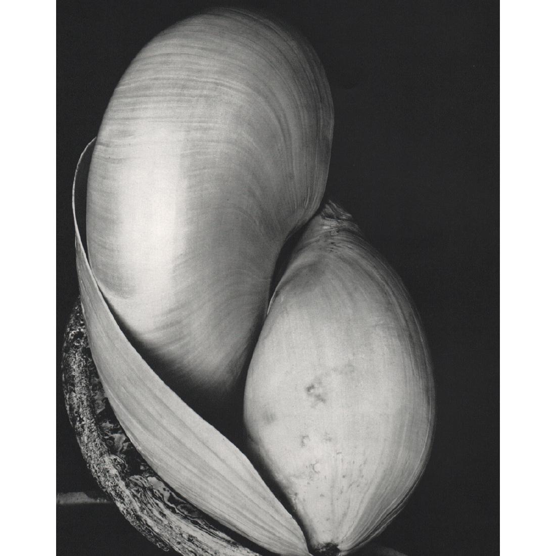 EDWARD WESTON - Shells, 1927: Artist: EDWARD WESTON Print Title: Shells, 1927 Medium: Sheet-Fed Gravure Printing Date: 1970's Printed in Switzerland Image Size: 7 X 8.5 inches Edward Weston (1886-1958) was a 20th-century American 