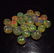 9.35 Ct Genuine 21 Drilled Round Faceted Opal Beads