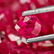 28.92-Carat Lot of Unheated Pear-Shaped Rubies from