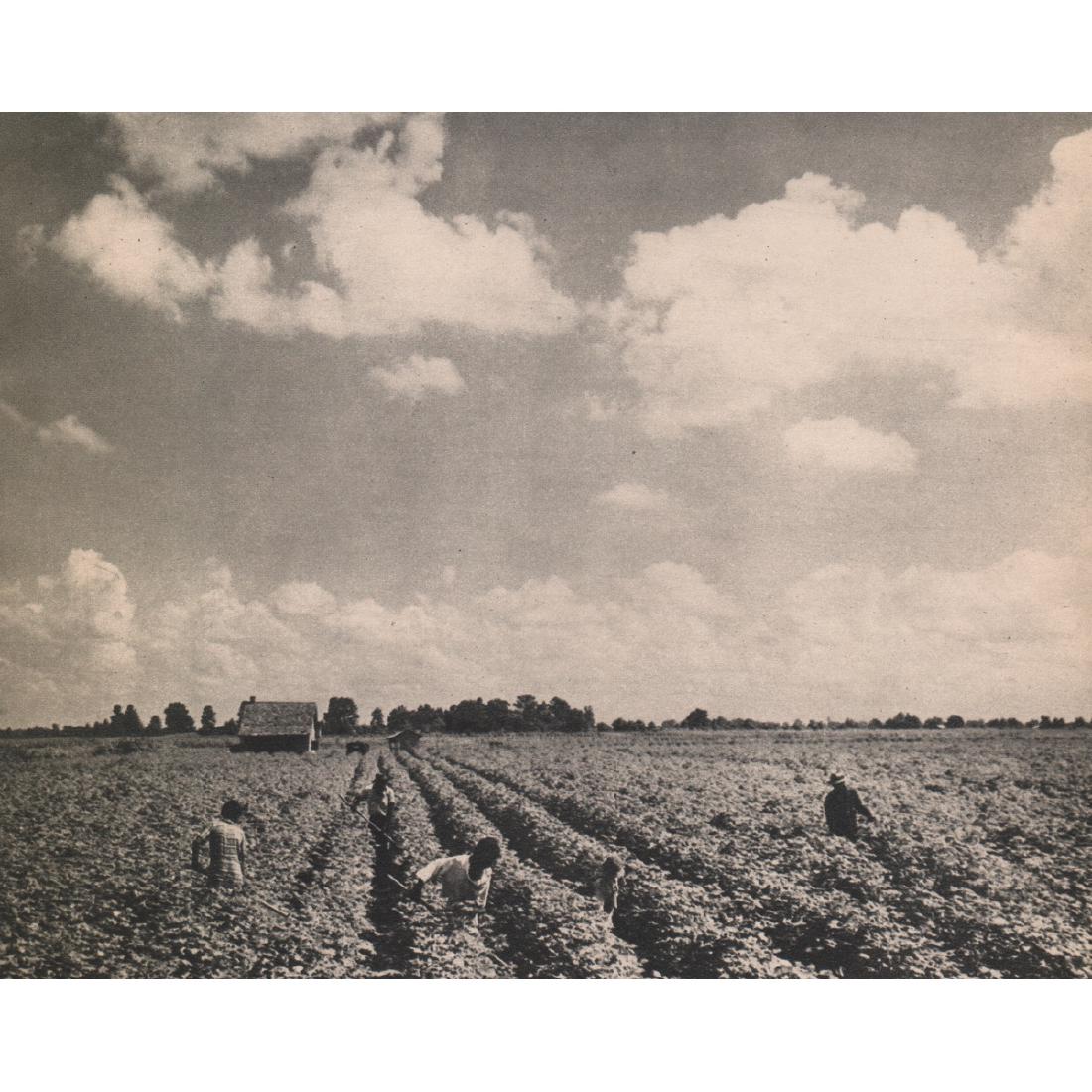 MARGARET BOURKE-WHITE - Cotton Field, Louisiana: Artist: MARGARET BOURKE-WHITE Print Title: Cotton Field, Lake Providence, Louisiana Medium: Sheet-fed Gravure Printing Date: 1930's Printed in the USA Image Size approx: 8 x 6 inches Margaret Bourke-W