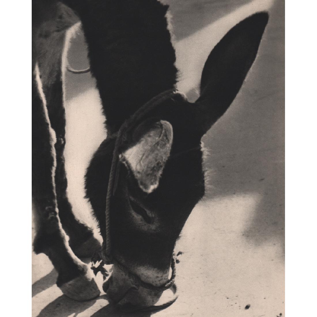GRETE POPPER - Ane: No Reserve! Artist: GRETE POPPER Print Title: Ane Medium: Sheet-fed Gravure Printing date: 1930's Printed in France Image Size approx: 7.5 X 9.75 inches Grete Popper (1897-1976) was a German photograp