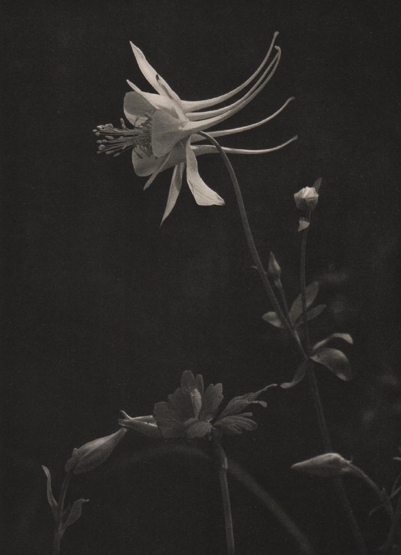 KURT HEGE - Edelakelei (1 of 1)