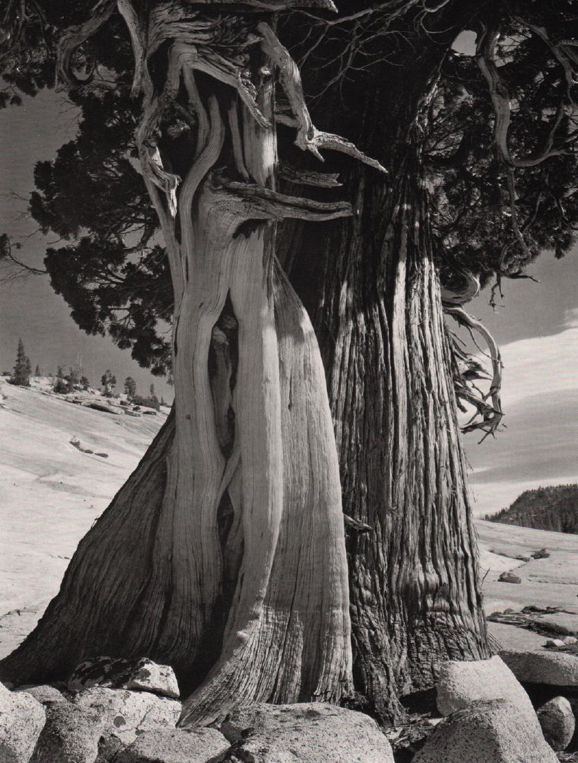 EDWARD WESTON- Juniper, Lake Tenaya, 1937 (1 of 1)