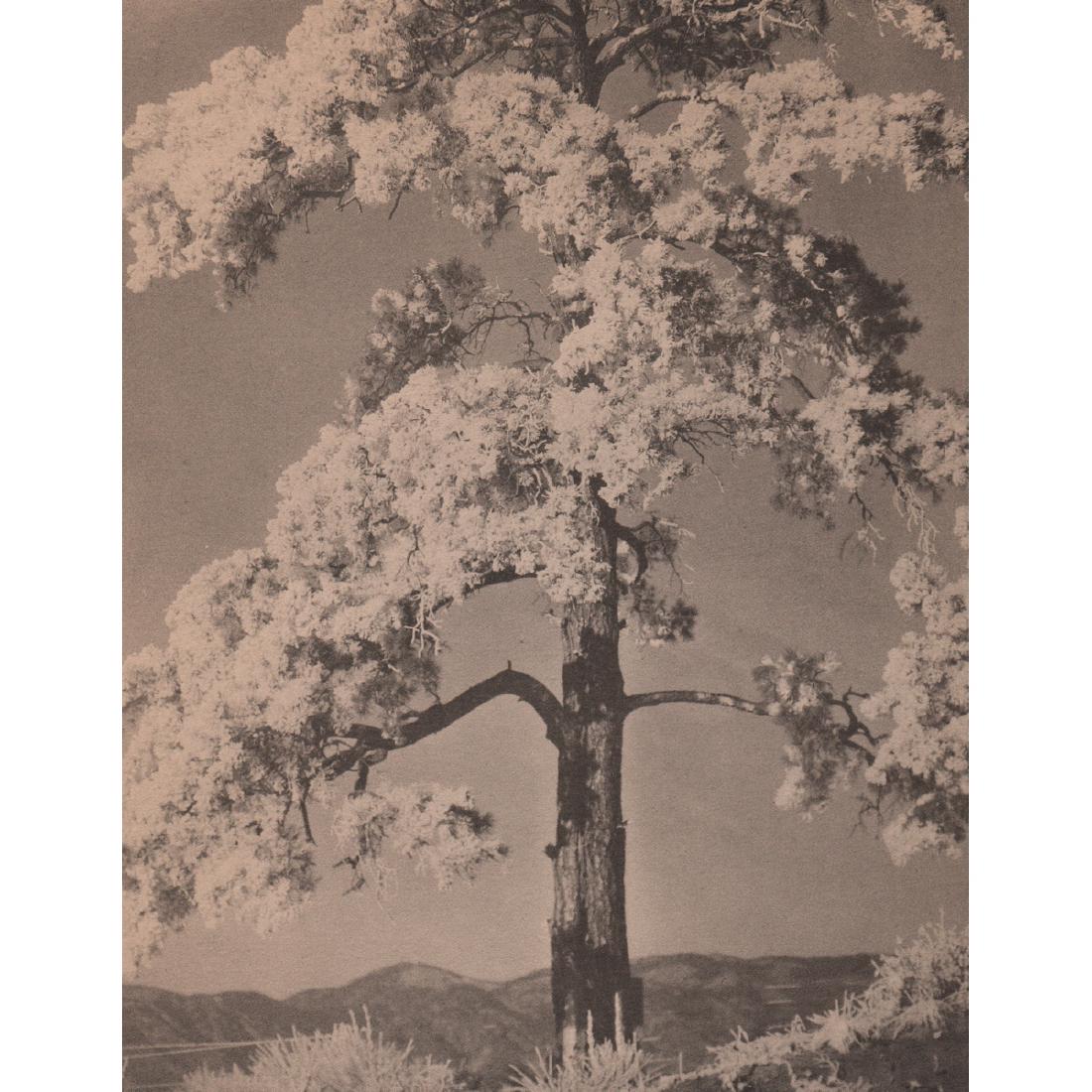 LAURA GILPIN - The Frosted Pine Tree: Artist: LAURA GILPIN Print Title: The Frosted Pine Tree Medium: Collotype Printing Date: 1920's Printing Location: USA Image Size: 7.25 x 9 inches Laura Gilpin (1891-1979) was an American photographer