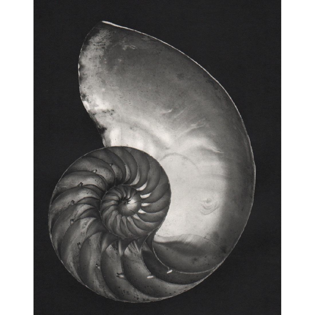 EDWARD WESTON - Nautilus: Artist: EDWARD WESTON Print Title: Nautilus Medium: Sheet-fed Gravure Printing Date: 1970's Printed in the USA Image Size: 7 x 9 inches Edward Henry Weston (1886-1958) was a 20th-century American phot