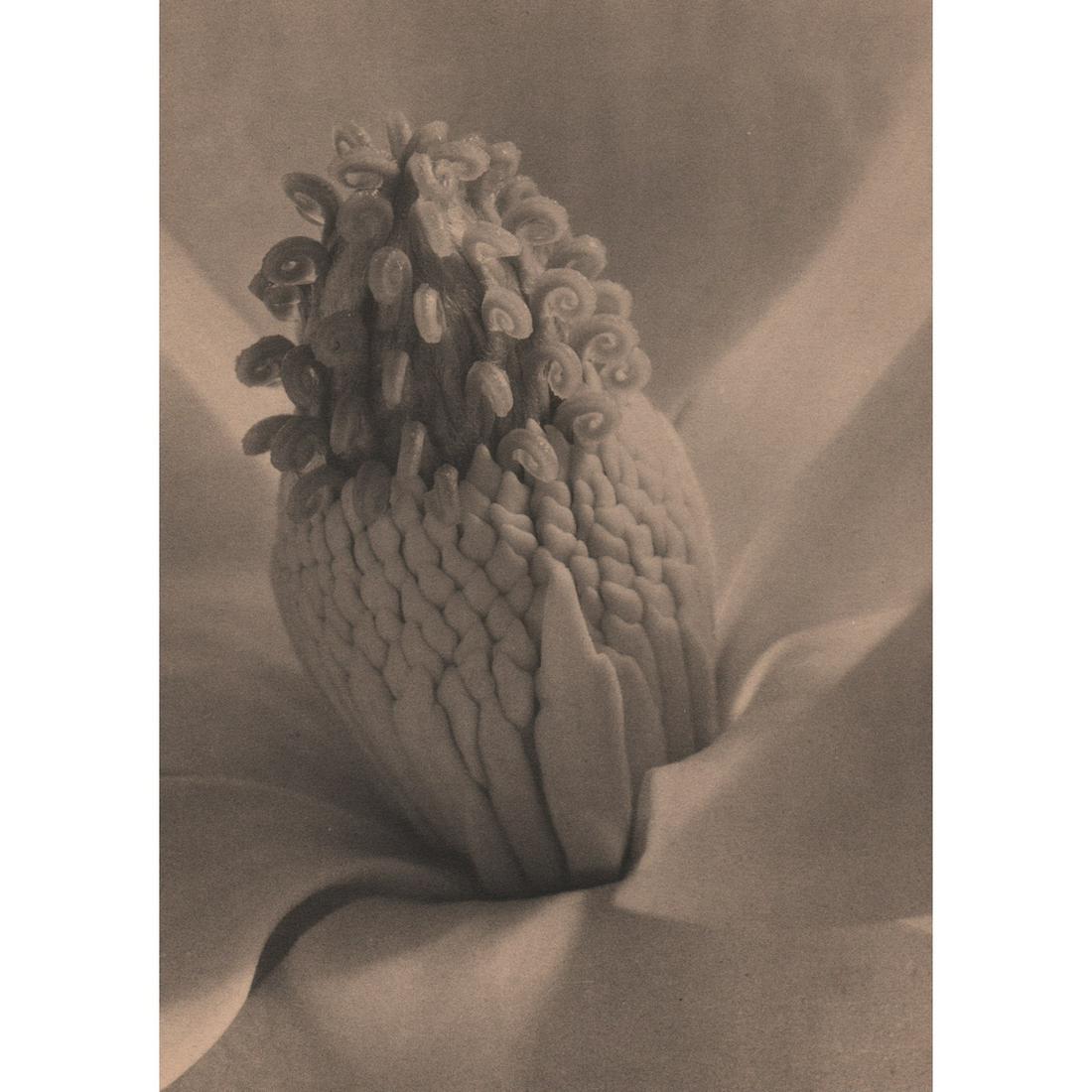 IMOGENE CUNNINGHAM - Tower of Jewels: Artist: IMOGENE CUNNINGHAM Print Title: Tower of Jewels Medium: Collotype Printing Date: 1920's Printed in the USA Image Size: 7 x 9.5 inches Imogene Cunningham(1883-1976) was an American photographer