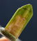 Double Terminated & Undamaged Bi Color Watermelon - 4