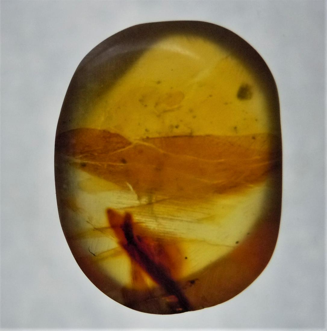 100 MILL YEARS OLD BURMITE AMBER - TWO COLORED WITH: Title: 100 MILL YEARS OLD BURMITE AMBER - TWO COLORED WITH PLANT INCLUSION Origin: Hukawang Valley, Kachin State, Myanmar Size: 1.6x1.2x0.6 cm / 0.64 gram Description: yellow and orange burmite amber 