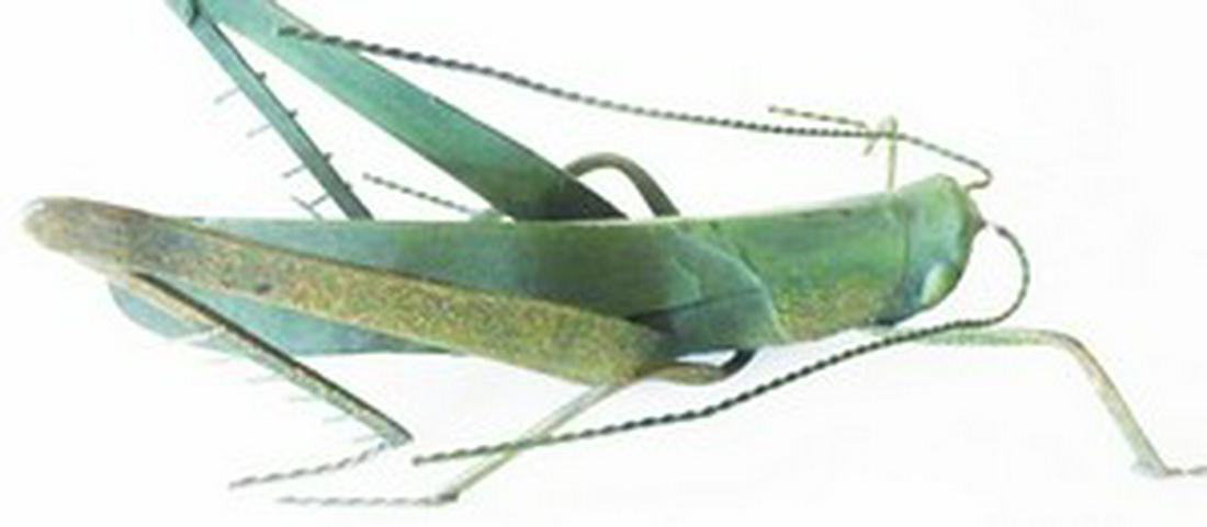 Verdigris Metal Grasshopper (1 of 2)