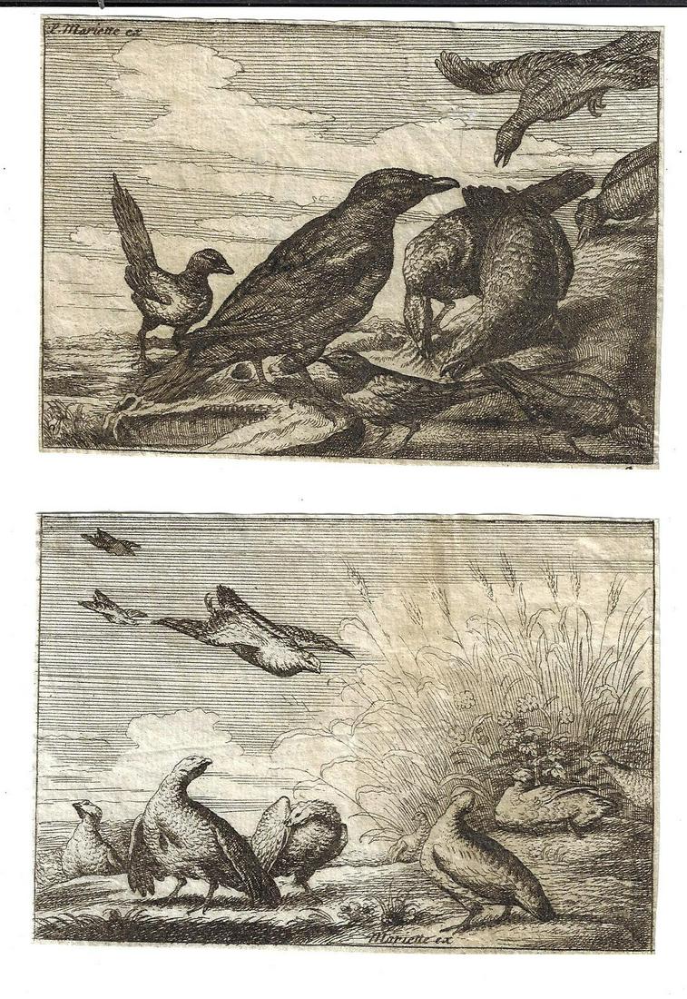18th C Two Pierre-Jean Mariette Engravings Birds (1 of 1)