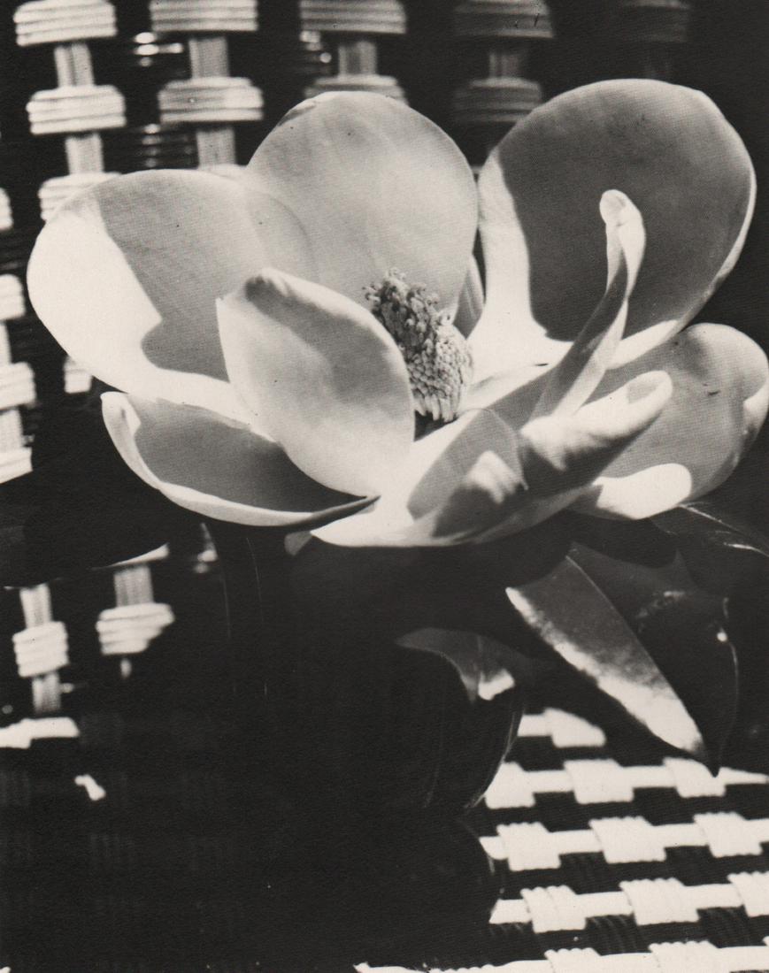 MAN RAY - Flower,1931: Artist: MAN RAY Print Title: Flower,1931 Medium: PhotoLitho Printed 1980’s in Japan Image size (inches) approx. 6 x 4.5” Man Ray was an American visual artist who spent most of his career in Franc