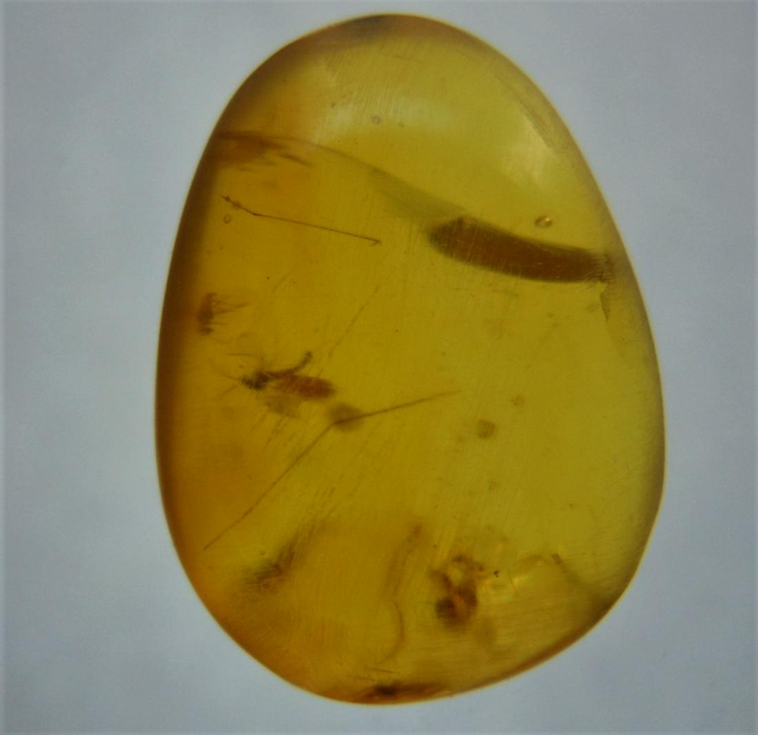 100 MILL YEARS OLD BURMITE AMBER WITH MULTIPLE INSECT: Title: 100 MILL YEARS OLD BURMITE AMBER WITH MULTIPLE INSECT INCLUSIONS Origin: Hukawang Valley, Kachin State, Myanmar Size: 1.5x1.1x0.45 cm / 0.52 gram Description: honey yellow burmite amber with mu