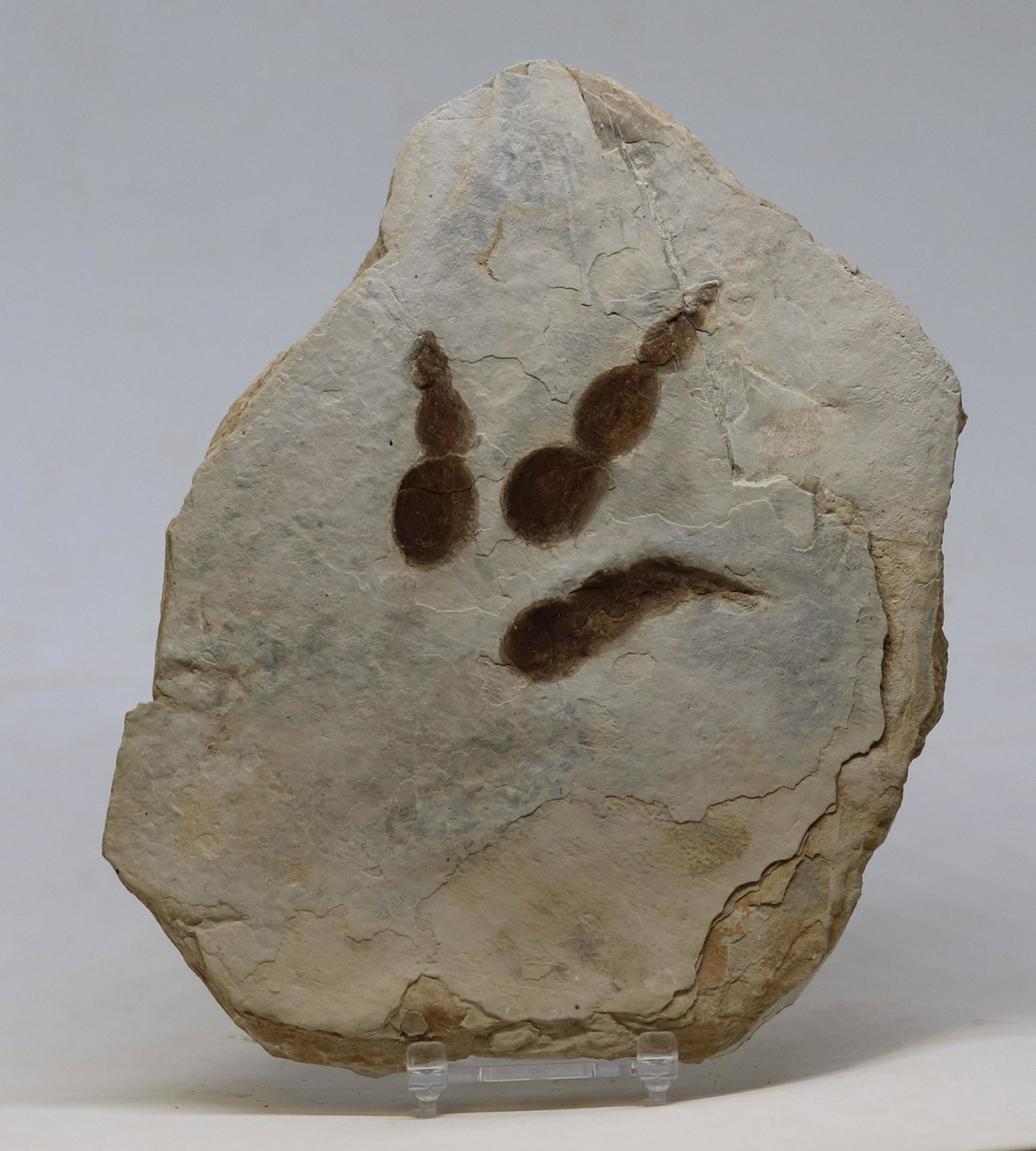 Dinosaur track - Concav impression of Grallator: Title:Dinosaur track - Concav impression of Grallator Age:Lower jurassic - Hettangian stage Findspot:Languedoc-Roussilon, France Slab size:19 x 15 cm Fossil size:9 cm (from upper to lower end) Weight: