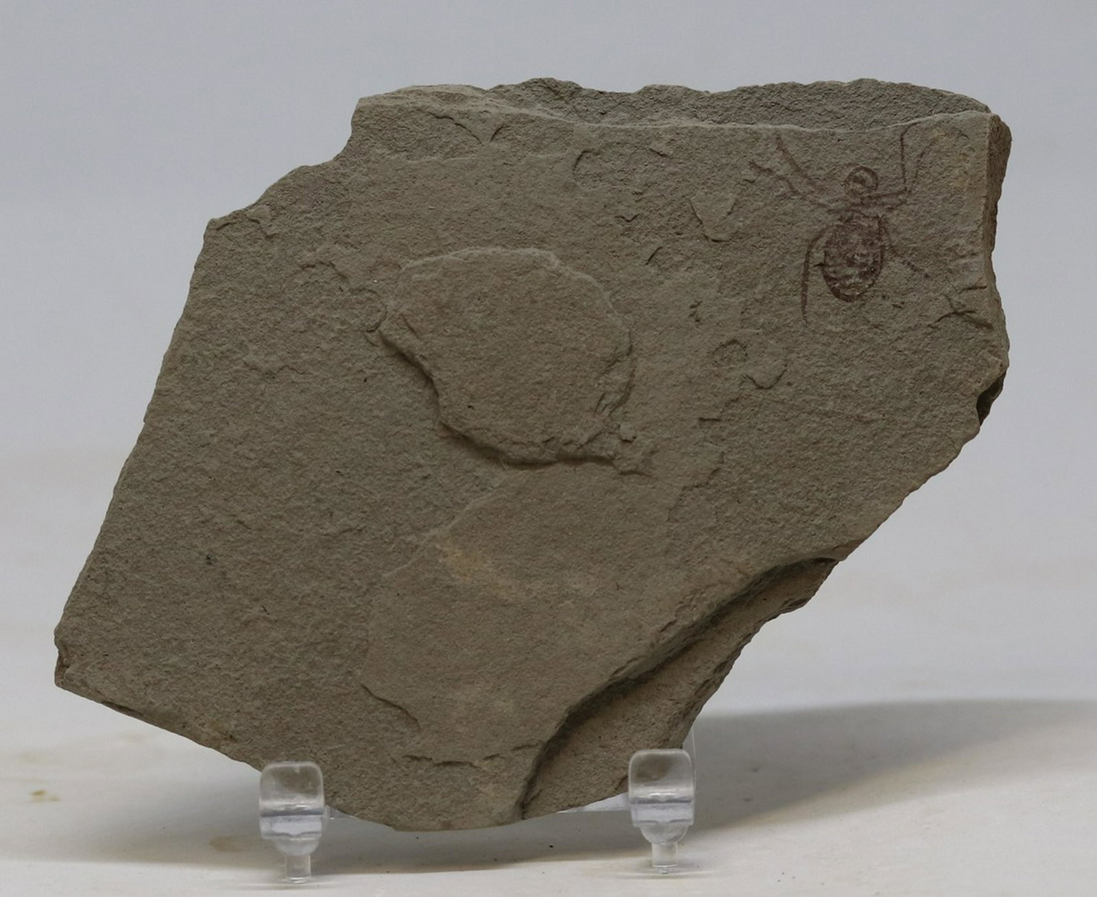 Extremely detailed fossil insect : Libellula doris: Title:Extremely detailed fossil insect : Libellula doris Age:Upper Miocene Findspot:San Vittoria d'Alba - Italy Slab size:13.2 x 8.3 cm Fossil size:1.8 cm (without the legs) Weight:180 gr Condition:Ex