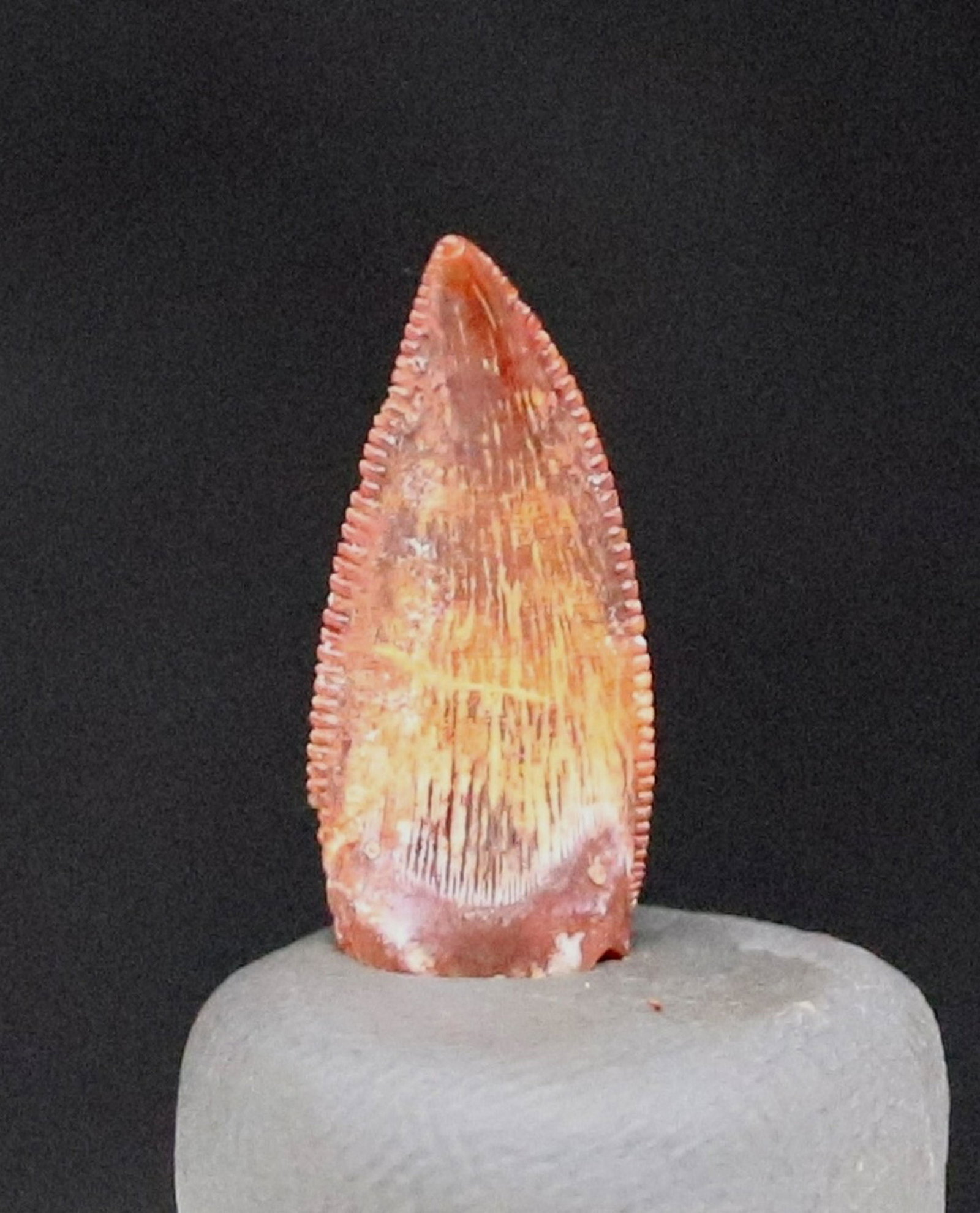 Dinosaur raptor tooth : Abelisaurus: Title:Dinosaur raptor tooth : Abelisaurus Age:Cretaceous -Tegana formation Findspot:Begaa, Kem-Kem basin ,Morocco Fossil size:1.7 cm Weight:1 gr Condition:Excellent This is a nice tooth of a carnivoro