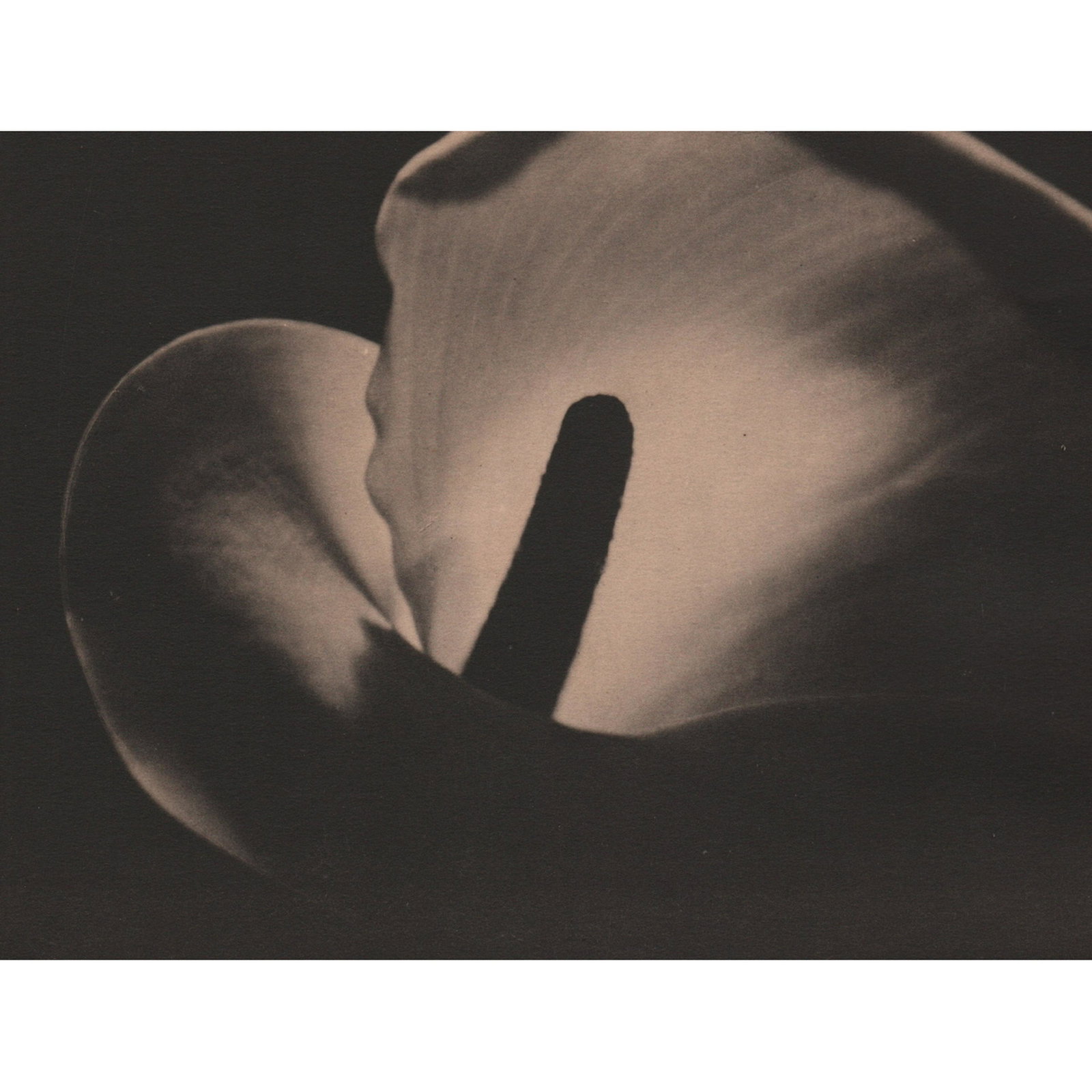 JOHAN HAGEMEYER - Calla Lily: Artist: JOHAN HAGEMEYER Print Title: Calla Lily Medium: Collotype Printing Date: 1920's Printed in the USA Image Size: 7.5 x 5.5 inches Reserve: $30.00 Shipping: Domestic: Flat-rate of $15.00 to anywh