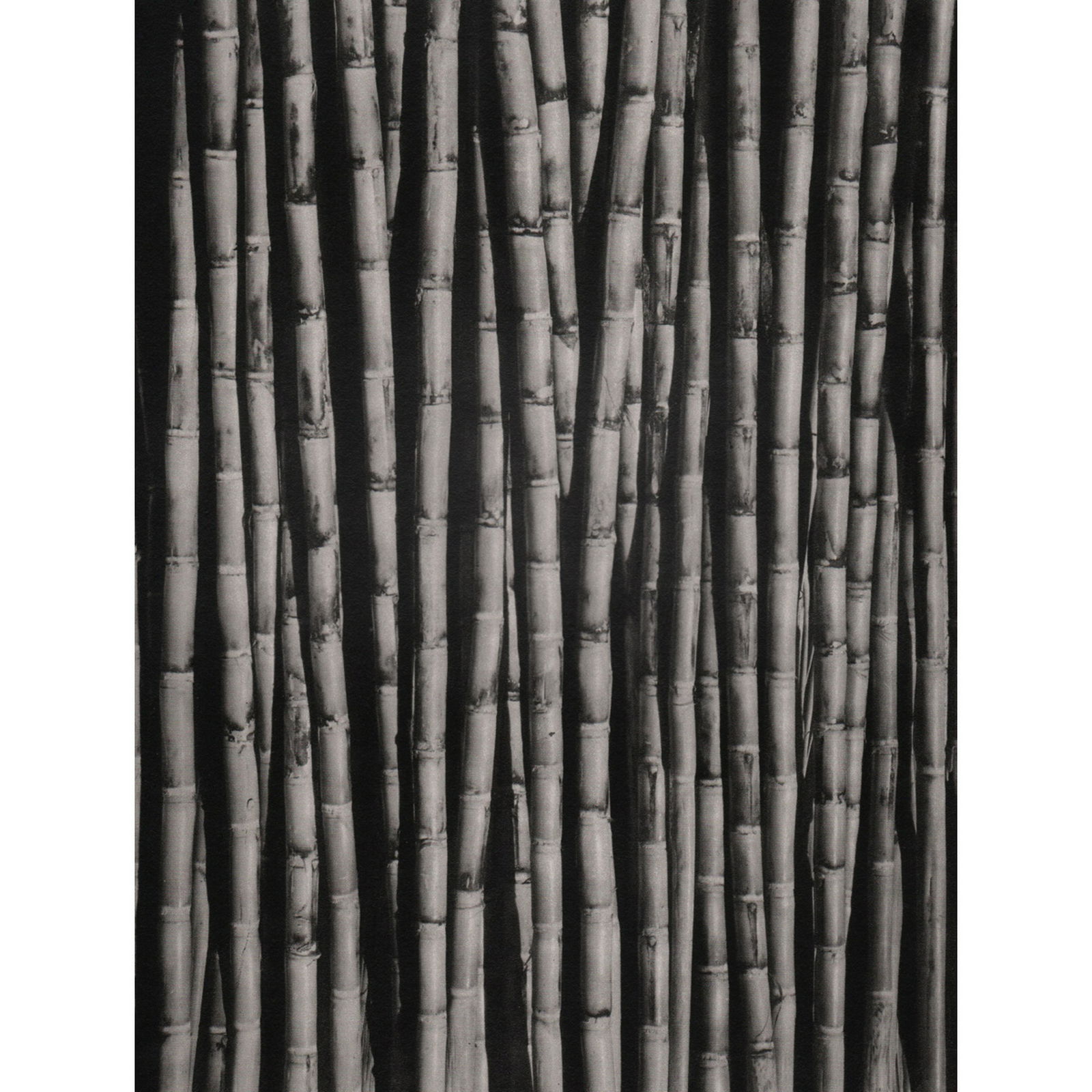 TINA MODOTTI - Bamboo Stems, 1926: Artist: TINA MODOTTI Print Title: Bamboo Stems, 1926 Limited Edition Folio 428/1000 Medium: Sheet-fed Gravure Printing Date: 1970's Printed in Italy Image Size approx: 7.25 X 9.5 inches Tina Modotti (