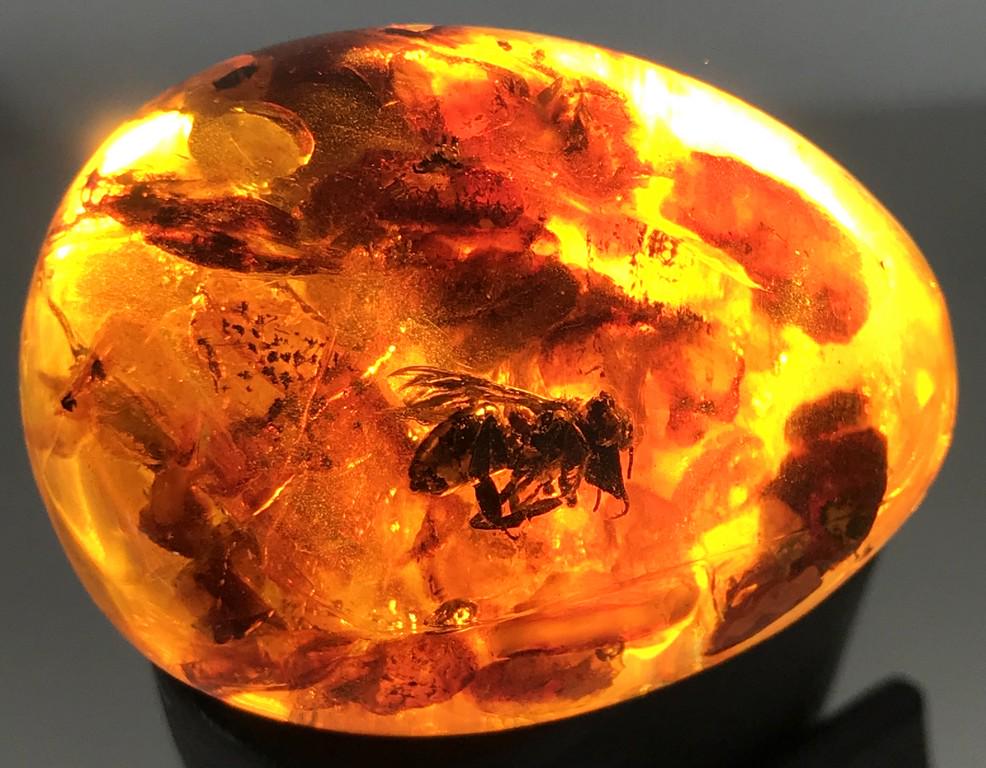 Amber egg with bee insect inclusion + stand (1 of 8)