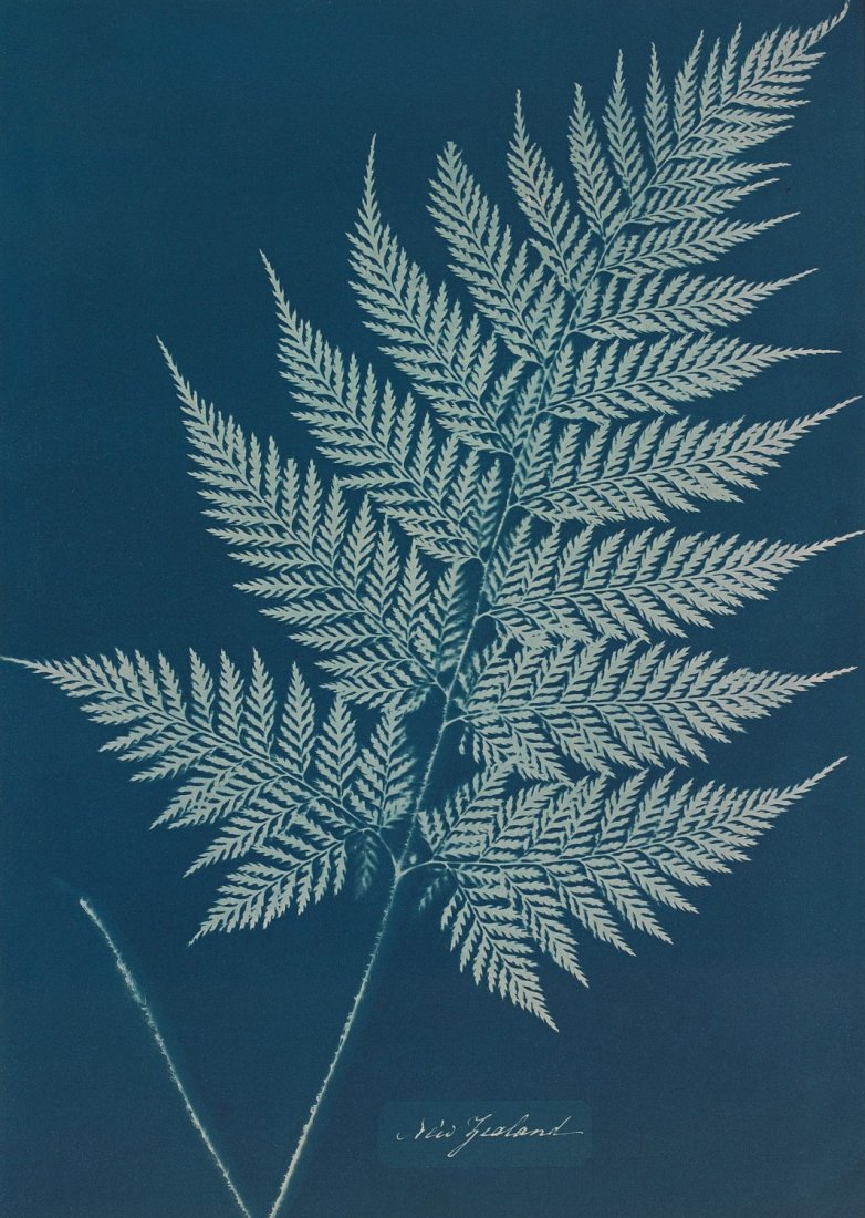 ANNA ATKINS - Cyanotype, New Zealand, 1853: Artist: Anna Atkins Title: Cyanotype, New Zealand, 1853 Medium: Photo Litho, 2008, Singapore Dimensions: 6.35x8.9" Heat Wax Mounted on 11x14" Conservation Board Anna Atkins (1799 - 1871]) was an Engli