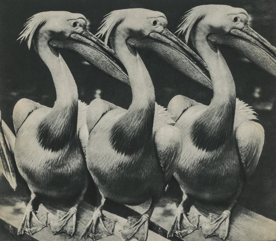 RUTH JACOBI - Birds: Artist: Ruth Jacobi Title: Birds Medium: Sheet Fed Gravure, 1935, USA Dimensions: 8.25x7.2" Heat Wax Mounted on 11x14" Conservation Board Ruth Jacobi (1899 - 1995 ) was a German photographer. She came