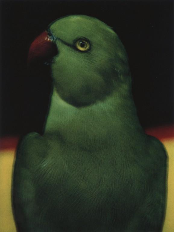 SARAH MOON - L'Oiseau: Artist: Sarah Moon Title: L'Oiseau Medium: Photo Litho, 2002, Italy Dimensions: 7.95x10.6" Heat Wax Mounted on 11x14" Conservation Board Sarah Moon (1941) previously known as Marielle Warin, is a Fren