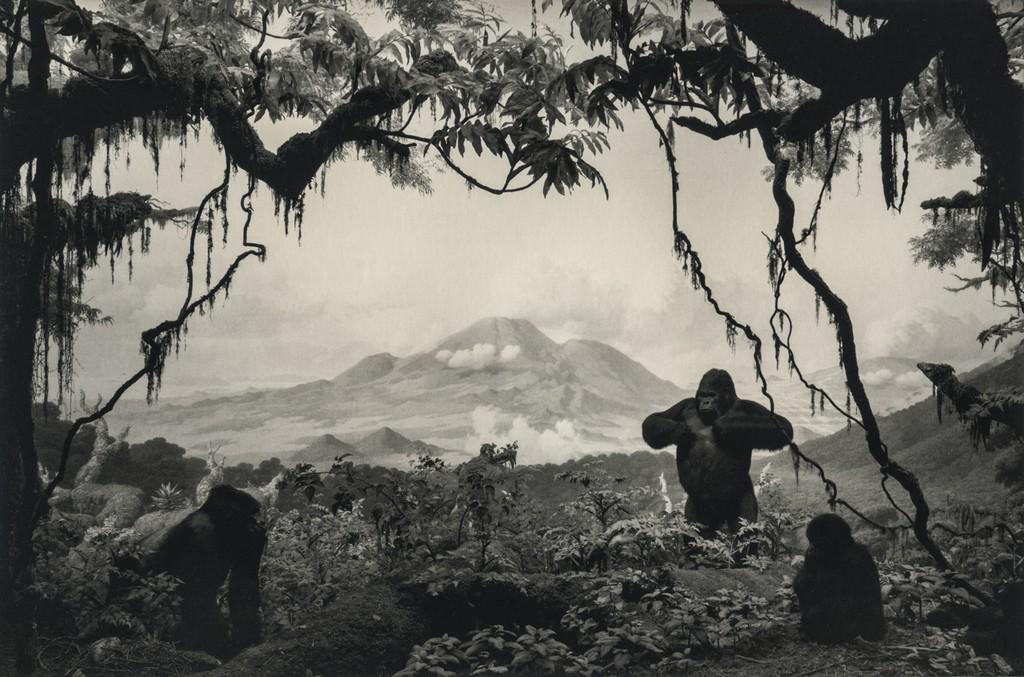 HIROSHI SUGIMOTO - Gorilla, 1994: Artist: Hiroshi Sugimoto Title: Gorilla, 1994 Medium: Photo Litho, 2005, Germany Dimensions: 8.5x5.6" Heat Wax Mounted on 11x14" Conservation Board Hiroshi Sugimoto (1948) is a Japanese photographer a