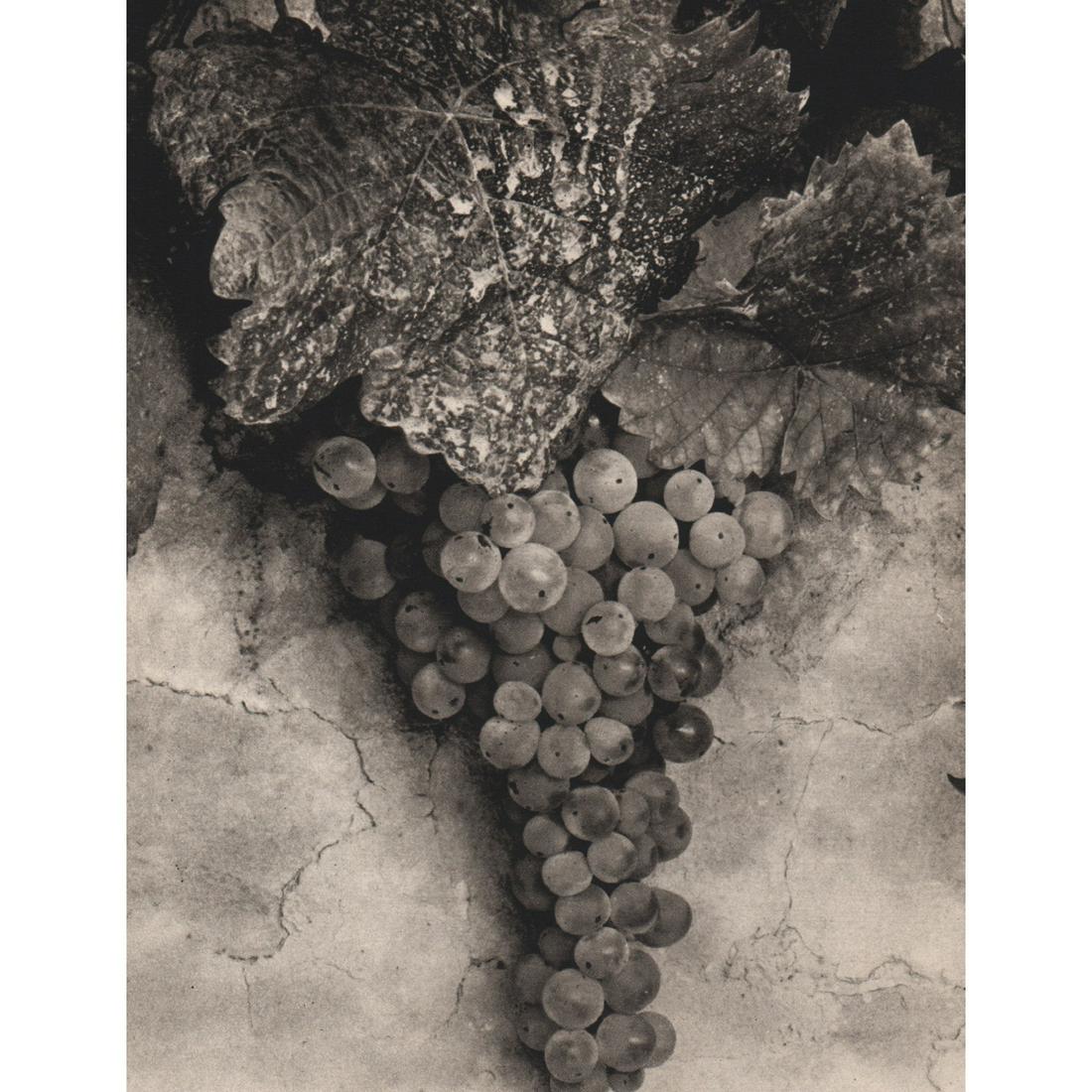 PAUL STRAND - Grapes, Charente, France 1951: Artist: PAUL STRAND Print Title:Grapes, Charente, France 1951 Medium: Sheet-Fed Gravure Printing Date: 1960's Printed in Prague Image Size: 5 X 6.25 inches Paul Strand (1890–1976) was an American ph