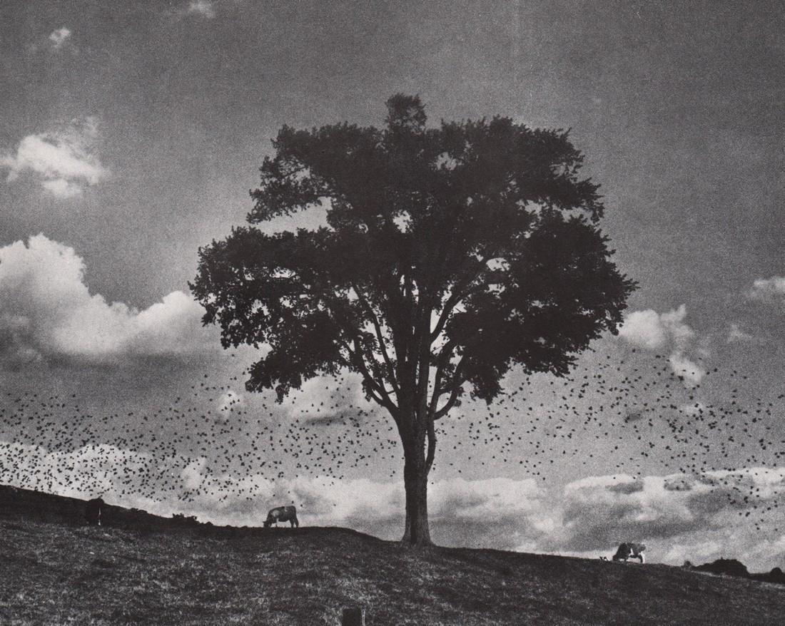 KERTESZ - Newtown CT, 1958: Artist: KERTESZ Print Title: Newtown CT, 1958 Medium: Photoengraving Printed 1970’s in the USA Image size (inches) approx. 7x 9” Andre Kertesz (1894-1985) born Kertesz Andor, was a Hungarian pho