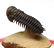 Flying fossil trilobite : Crotalocephalus gibbus