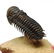 Flying fossil trilobite : Crotalocephalus gibbus - 2