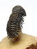 Flying fossil trilobite : Crotalocephalus gibbus - 3