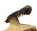 Flying fossil trilobite : Crotalocephalus gibbus - 4