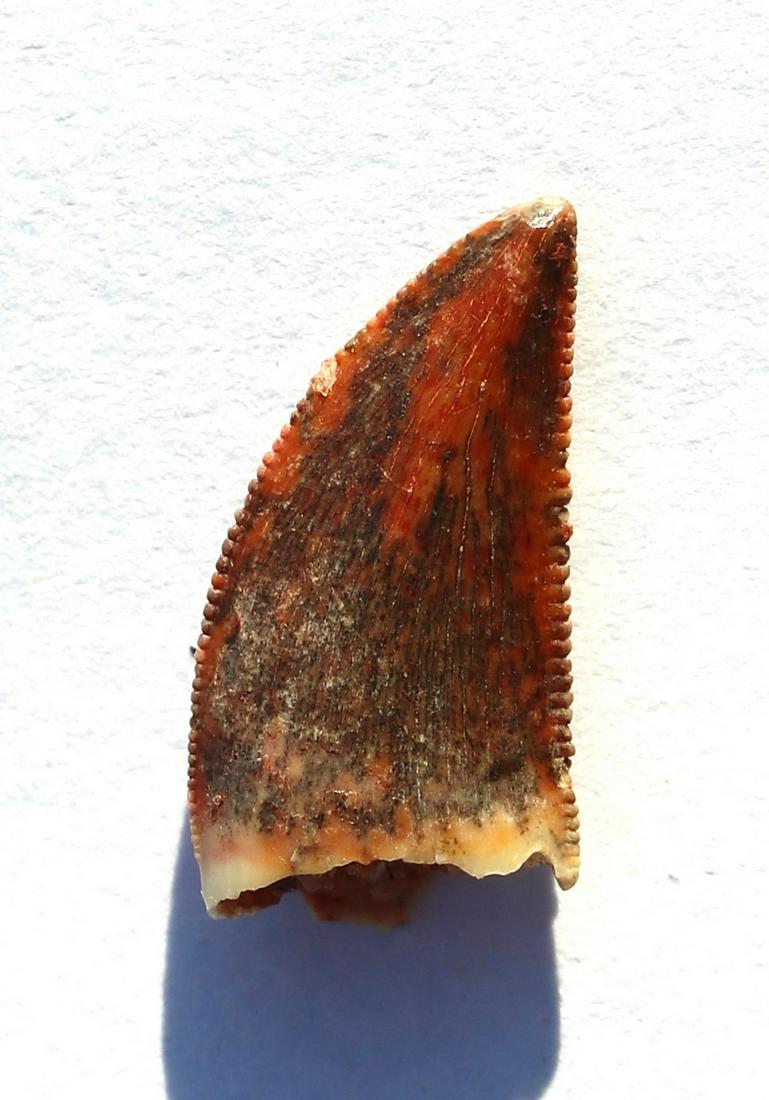 Dinosaur raptor tooth : Abelisaurus: Title: Dinosaur raptor tooth : Abelisaurus Age: Cretaceous -Tegana formation Findspot: Begaa, Kem-Kem basin ,Morocco Size of the fossil: 1.4 cm Weight: 5 gr This is a nice tooth of a carnivorous rapto