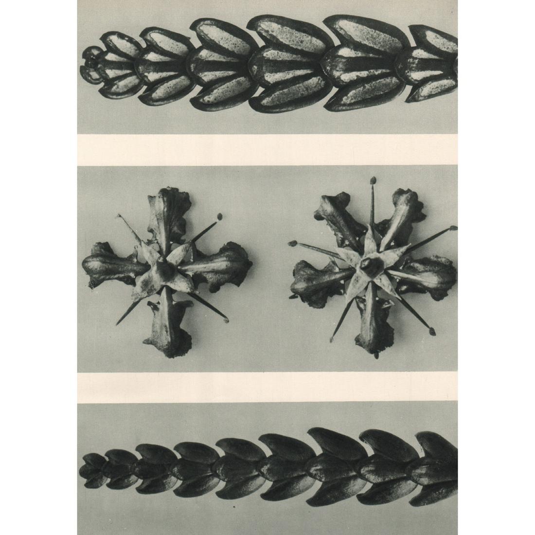 KARL BLOSSFELDT - Thujopsis dolabrata and Ruta: Artist: KARL BLOSSFELDT Print Title: Thujopsis dolabrata, Ruta graveolens, Thujopsis dolabrata Medium: Sheet-fed Gravure Printing Date: 1920's Printed in Germany Image Size approx: 10.25 X 7.5 inches 