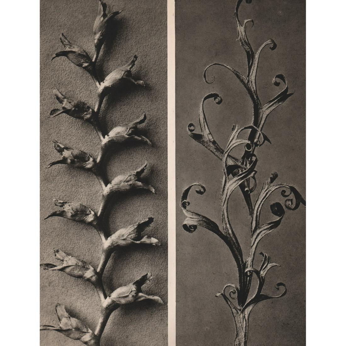 KARL BLOSSFELDT - Tritonia crocosmiiflora: Artist: KARL BLOSSFELDT Print Title: Tritonia crocosmiiflora Medium: Sheet-fed Gravure Printing Date: 1930's Printed in Germany Image Size approx: 11 X 8.5 inches Karl Blossfeldt (1865-1932) was a Ger