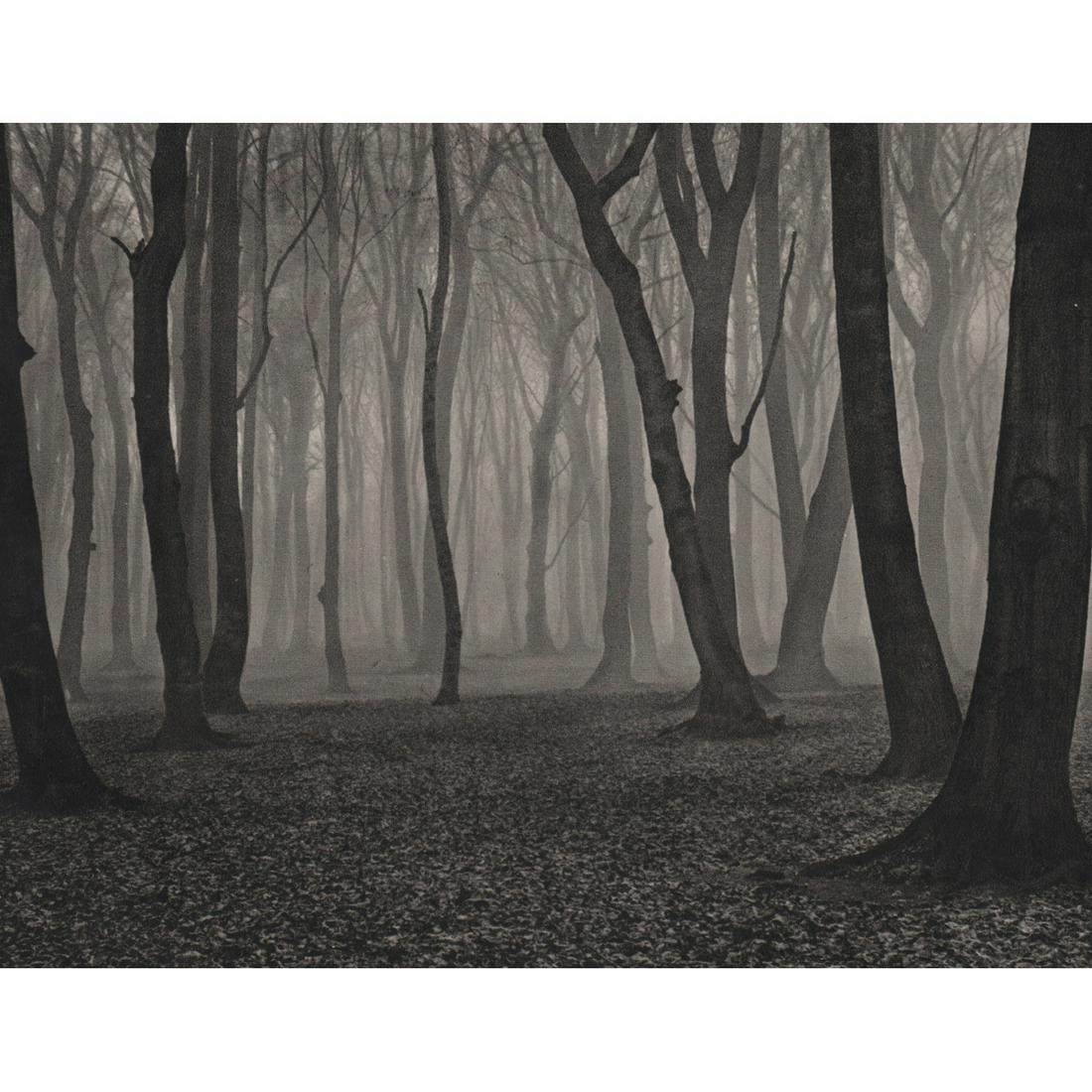 FRITZ KUHN - Carpet of Leaves in the Forest: Artist: FRITZ KUHN Print Title: Carpet of Leaves in the Forest Medium: Sheet-fed Gravure Printing Date: 1950's Printed in Germany Image Size approx: 5.75 X 7.5 inches Fritz Kuhn (1910-1967) was one of