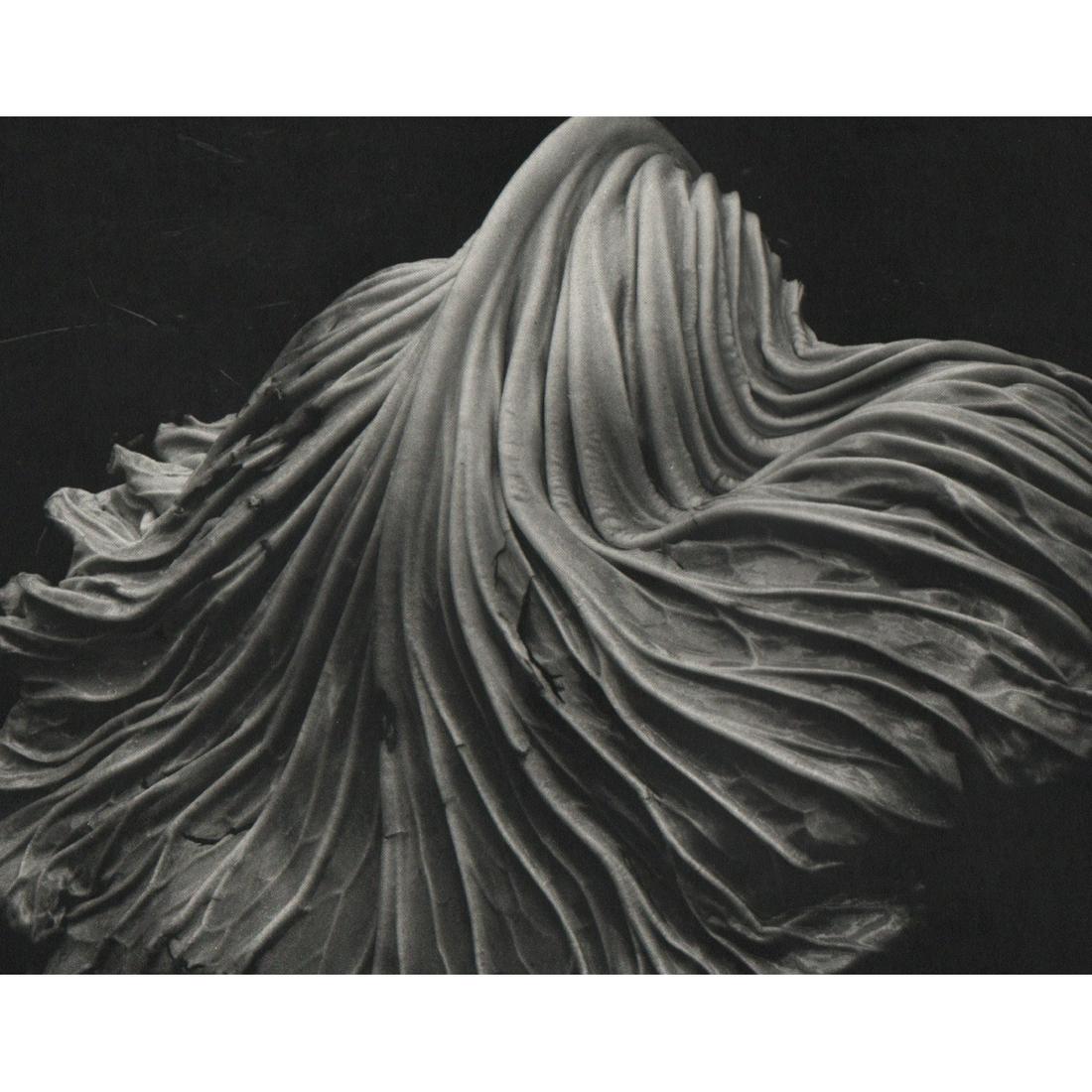 EDWARD WESTON - Cabbage Leaf: Artist: EDWARD WESTON Print Title: Cabbage Leaf An incredible printing from a now rare portfolio printed in the 1970s Medium: Sheet-fed Gravure Printing Date: 1970's Printed in the USA Image Size appr