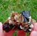 44 Gram Well Terminated Natural Tourmaline With Star