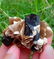 44 Gram Well Terminated Natural Tourmaline With Star - 2