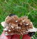 44 Gram Well Terminated Natural Tourmaline With Star - 3