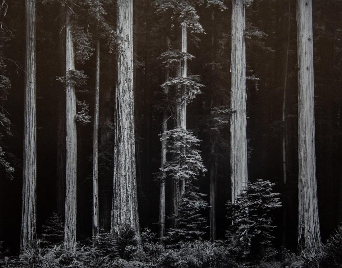 ANSEL ADAMS - Redwoods, Bull Creek Flat, California (1 of 1)