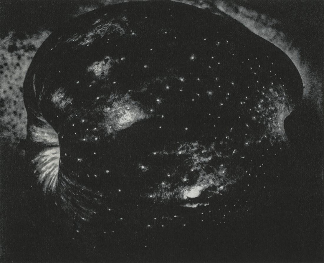 PAUL CAPONIGRO - Apple, New York, 1965 (1 of 1)