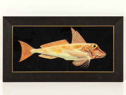 c2010 Framed Red Gurnard Oil on Board by Tim Thompson: c2010 Framed Red Gurnard Oil on Board by Tim Thompson A great study of a Red Gurnard (Chelidonichthys cuculus) in the medium of oil on board, by the internationally acclaimed marine artist Tim Thompso