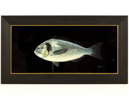 c2010 Framed Gilt Head Sea Bream Oil Painting by Tim: c2010 Framed Gilt Head Sea Bream Oil Painting by Tim Thompson A great study of a Gilt Head Sea Bream (Sparus aurata) in the medium of oil on board, by the internationally acclaimed marine artist Tim T