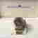 item-76026004=4