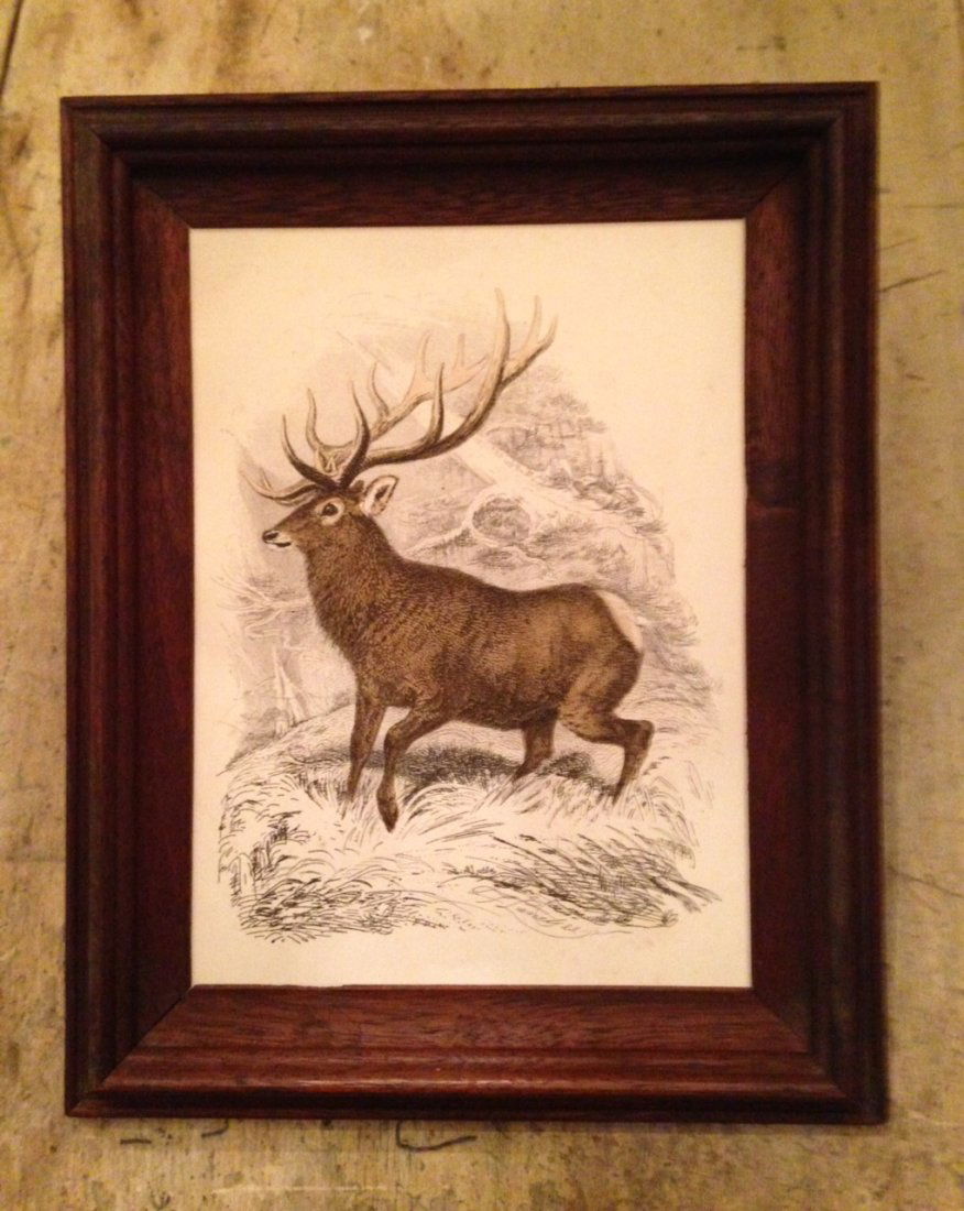 C1870 Hand Colored Stag Engraving (1 of 2)